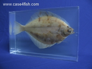 Foto Galerie/Pleuronectiformes/Limanda limanda/Limanda limanda_01_S.jpg
